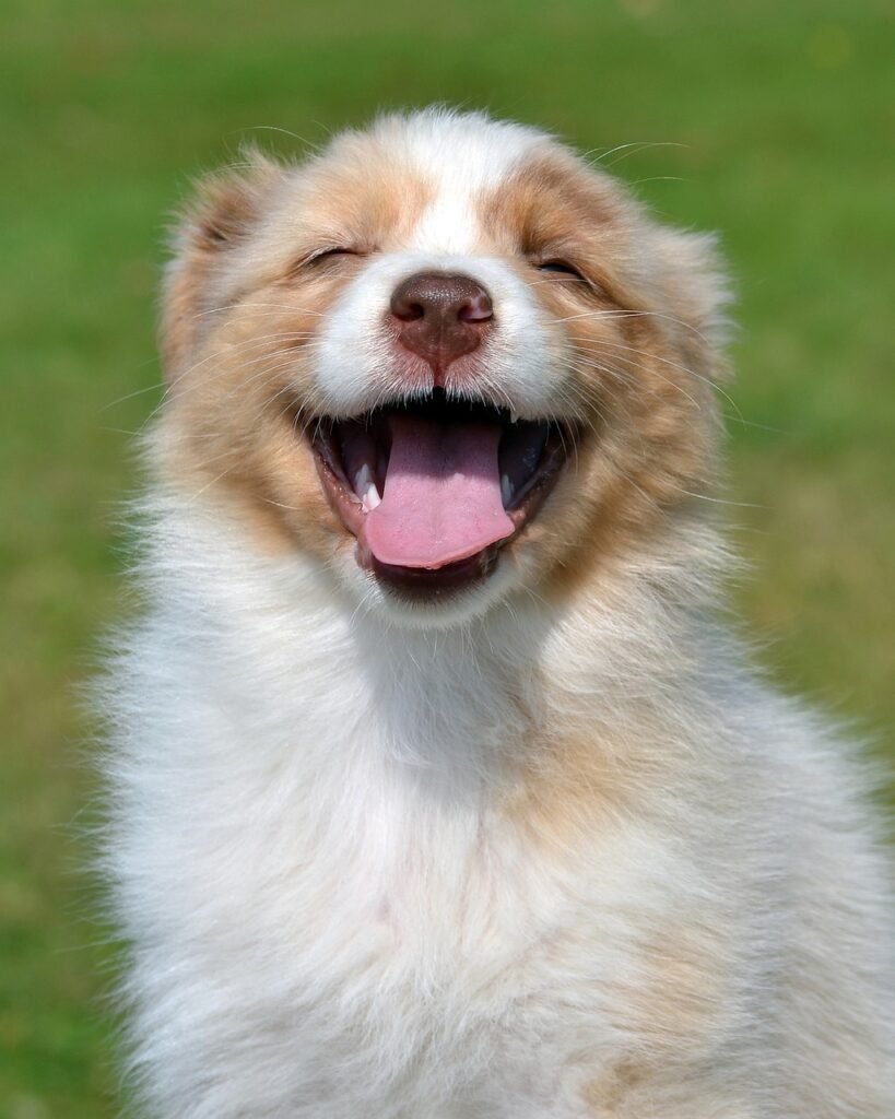 australian shepherd, puppy, dog-5851158.jpg